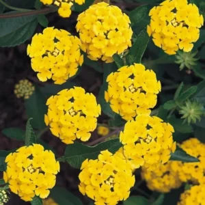 10 Deep Hill Yellow Lantana Plants