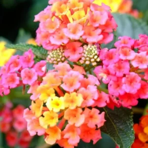 10 Light Pink Lantana Plants