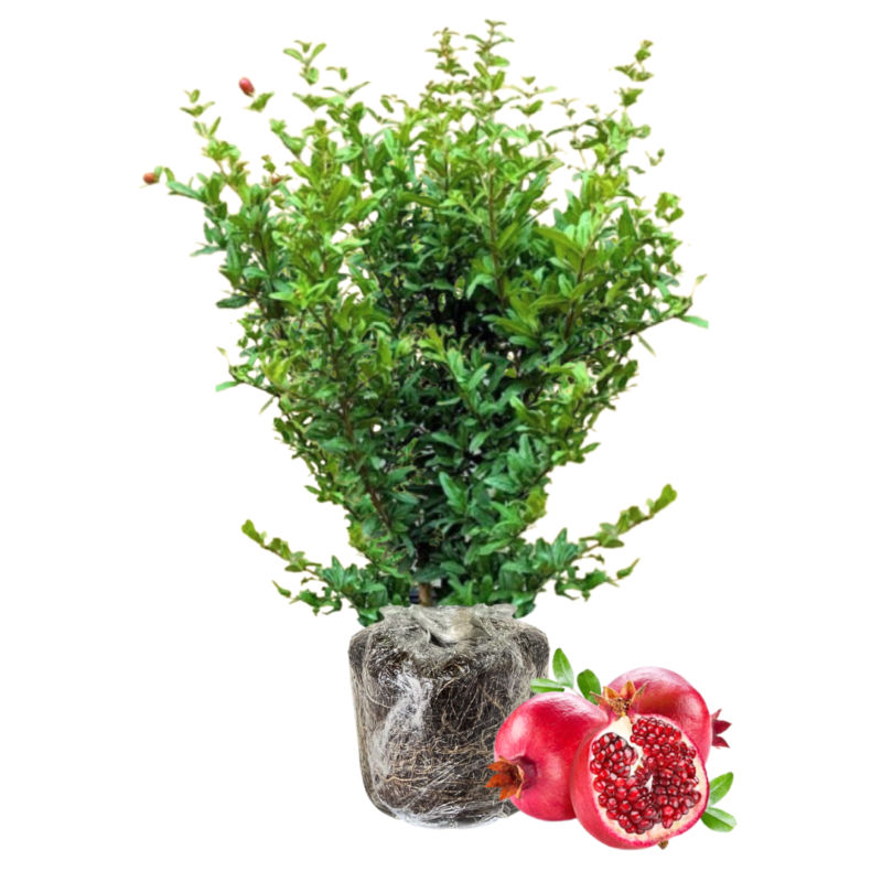 Pomegranate Tree Live Plant - 10-12 Inches Tall - Fruit Tree for Home Garden