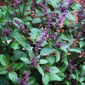 African Blue Basil Plants - 6 Live Basil Plants in 4'' Pots