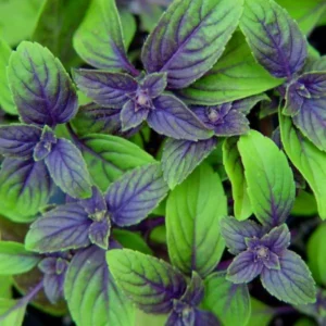 African Blue Basil Plants - 6 Live Basil Plants in 4'' Pots