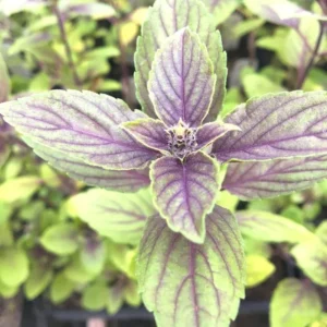 African Blue Basil Plants - 6 Live Basil Plants in 4'' Pots