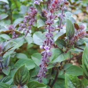 African Blue Basil Plants - 6 Live Basil Plants in 4'' Pots