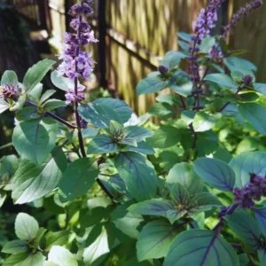 African Blue Basil Plants - 6 Live Basil Plants in 4'' Pots