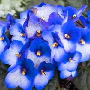 African Violet Live Plant - 4 Inch Pot, Blue White Flowers, Indoor Houseplant