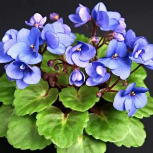 African Violet Live Plant - 4 Inch Pot, Blue White Flowers, Indoor Houseplant