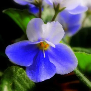 African Violet Live Plant - 4 Inch Pot, Blue White Flowers, Indoor Houseplant