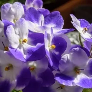 African Violet Live Plant 4 Inch Potted White Blue Flowering House Plant