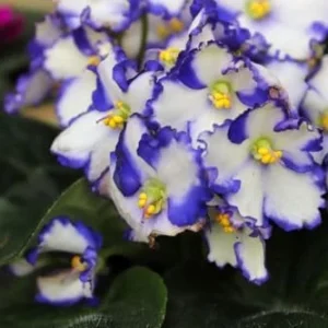 African Violet Live Plant 4 Inch Potted White Blue Flowering House Plant