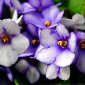 African Violet Live Plant 4 Inch Potted White Blue Flowering House Plant