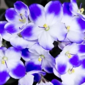 African Violet Live Plant 4 Inch Potted White Blue Flowering House Plant