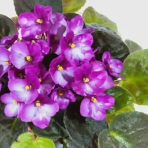 African Violet Live Plant 4 Inch Potted White Purple Indoor Flowering Plant