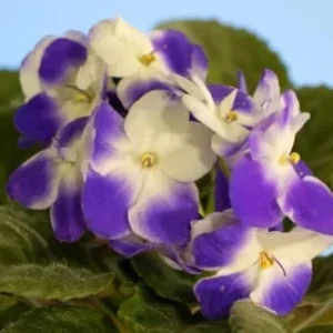 African Violet Live Plant 4 Inch Potted White Purple Indoor Flowering Plant