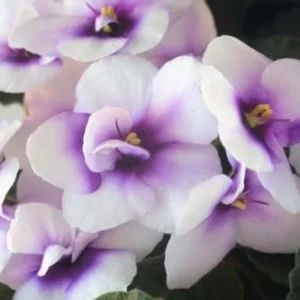 African Violet Live Plant 4 Inch Potted White Purple Indoor Flowering Plant