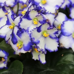 African Violet Live Plant - Blue White Indoor Houseplant - 4 Inch Pot