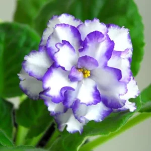 African Violet Live Plant - Blue White Indoor Houseplant - 4 Inch Pot