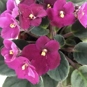 African Violet Live Plant - Burgundy Red, 4 Inch Pot - Flowering Indoor Plant