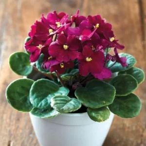 African Violet Live Plant - Burgundy Red, 4 Inch Pot - Flowering Indoor Plant