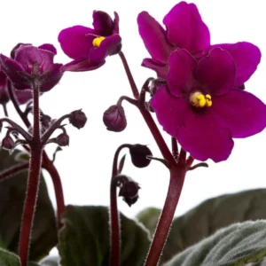 African Violet Live Plant - Burgundy Red, 4 Inch Pot - Flowering Indoor Plant