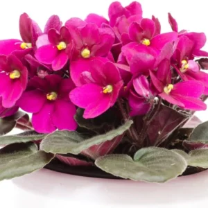 African Violet Live Plant - Burgundy Red, 4 Inch Pot - Flowering Indoor Plant