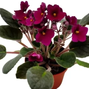 African Violet Live Plant, Burgundy Red Flower, 4 Inch Pot, Indoor Growing