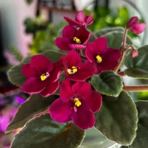 African Violet Live Plant, Burgundy Red Flower, 4 Inch Pot, Indoor Growing