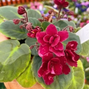 African Violet Live Plant, Burgundy Red Flower, 4 Inch Pot, Indoor Growing