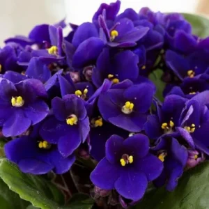 African Violet Live Plant, Dark Blue Flower, 4 Inch Pot, Indoor Houseplant