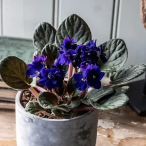 African Violet Live Plant, Dark Blue Flower, 4 Inch Pot, Indoor Houseplant