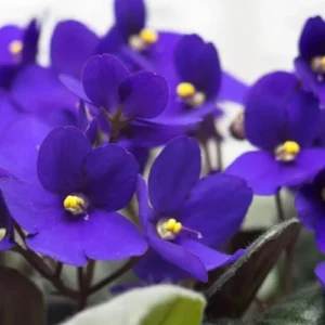 African Violet Live Plant, Dark Blue Flower, 4 Inch Pot, Indoor Houseplant