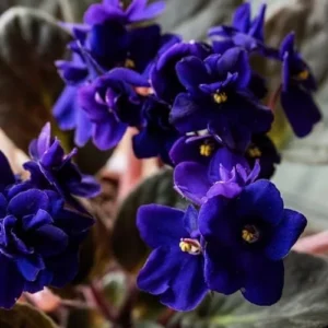 African Violet Live Plant, Dark Blue Flower, 4 Inch Pot, Indoor Houseplant