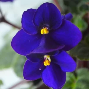 African Violet Live Plant, Dark Blue Flower, 4 Inch Pot, Indoor Houseplant