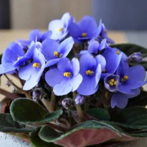 African Violet Live Plant Houseplant - 4 Inch Light Blue Flower Pot - Indoor Growing