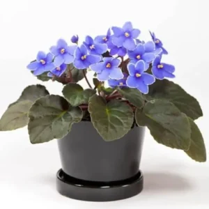 African Violet Live Plant Houseplant - 4 Inch Light Blue Flower Pot - Indoor Growing