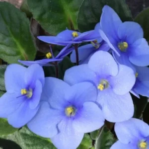 African Violet Live Plant Houseplant - 4 Inch Light Blue Flower Pot - Indoor Growing