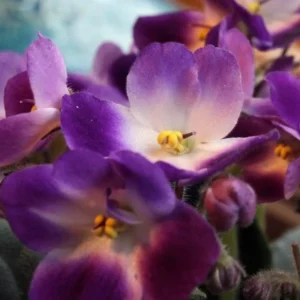 African Violet Live Plant Houseplant, 4 Inch Pot, Purple White Flowers