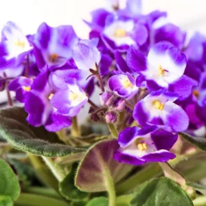 African Violet Live Plant Houseplant, 4 Inch Pot, Purple White Flowers