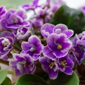 African Violet Live Plant Houseplant, 4 Inch Pot, Purple White Flowers