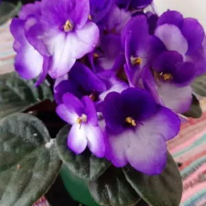 African Violet Live Plant Houseplant, 4 Inch Pot, Purple White Flowers