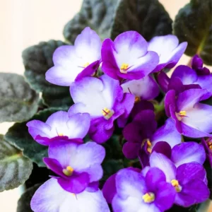 African Violet Live Plant Houseplant, 4 Inch Pot, Purple White Flowers