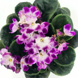 African Violet Live Plant Houseplant, 4 Inch Pot, Purple White Flowers