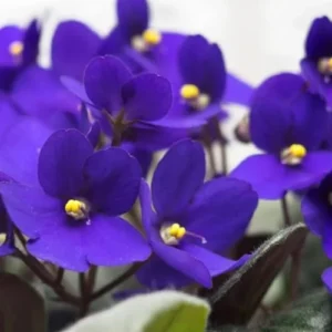 African Violet Live Plant Houseplant - Dark Blue Flower, 4 Inch Pot - Indoor Ready to Grow