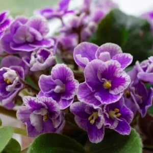 African Violet Live Plant Houseplant - Purple White Flower, 4 Inch Pot, Indoor Growing