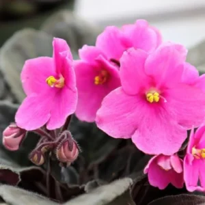 African Violet Live Plant - Light Pink Flower, 4 Inch Pot, Indoor Houseplant