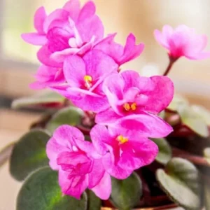 African Violet Live Plant - Light Pink Flower, 4 Inch Pot, Indoor Houseplant