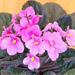 African Violet Live Plant - Light Pink Flower, 4 Inch Pot, Indoor Houseplant