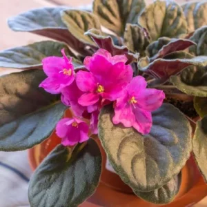 African Violet Live Plant - Light Pink Flower, 4 Inch Pot, Indoor Houseplant