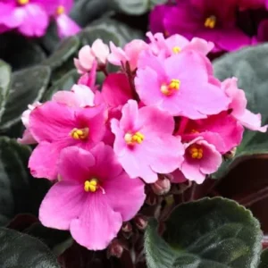 African Violet Live Plant - Light Pink Flower, 4 Inch Pot, Indoor Houseplant