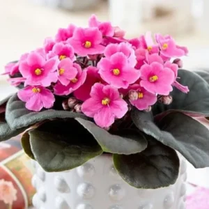 African Violet Live Plant - Light Pink Flower, 4 Inch Pot, Indoor Houseplant