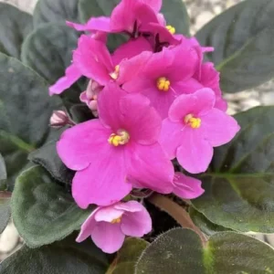 African Violet Live Plant - Pink Indoor Houseplant - 4 Inch Pot